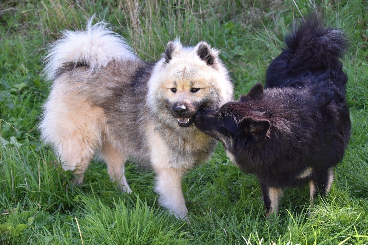 How to Stud Your Dog for the First Time (Vet Reviewed Beginner’s Guide)