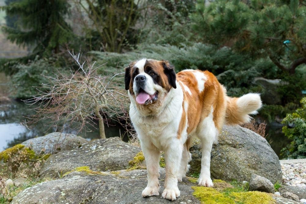 Are Saint Bernards Good Family Dogs? Pros & Cons