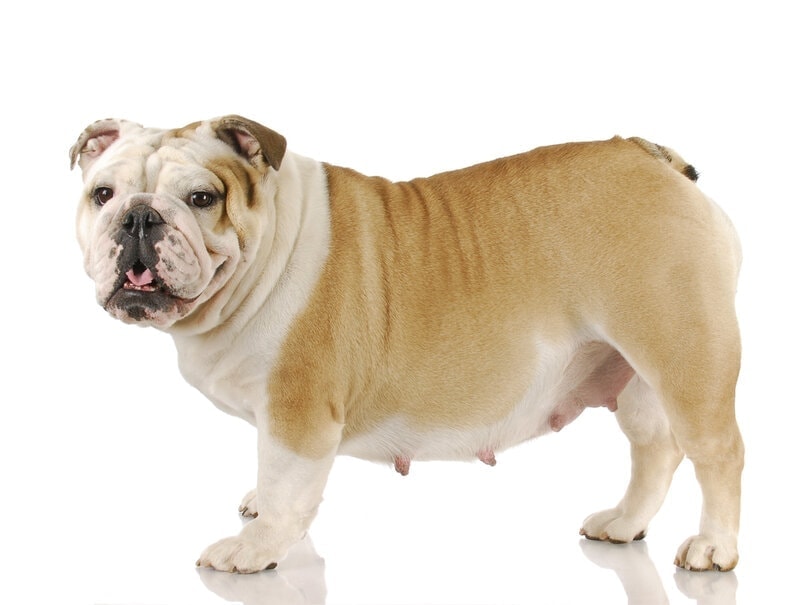 Why Are My Dog's Nipples Enlarged? 4 Vet-Reviewed Reasons
