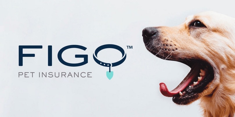 How Much Does Figo Pet Insurance Cost? 2026 Update