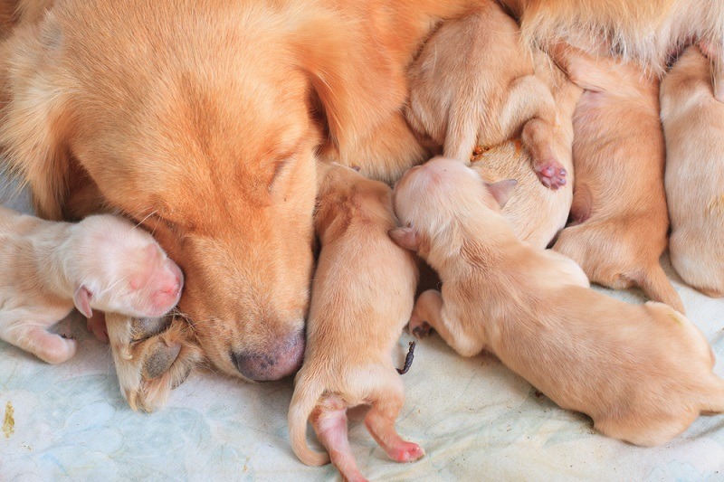Why Do Dogs Eat Their Puppies? 6 Vet-Reviewed Reasons