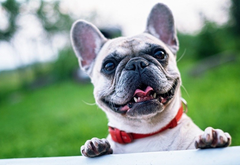 15 French Bulldog Colors & Patterns (With Pictures)