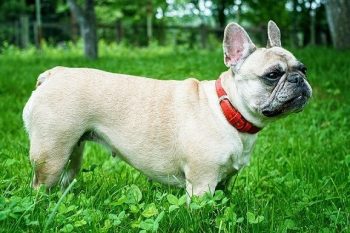 9 Best Collars for French Bulldogs in 2026 - Reviews & Top Picks