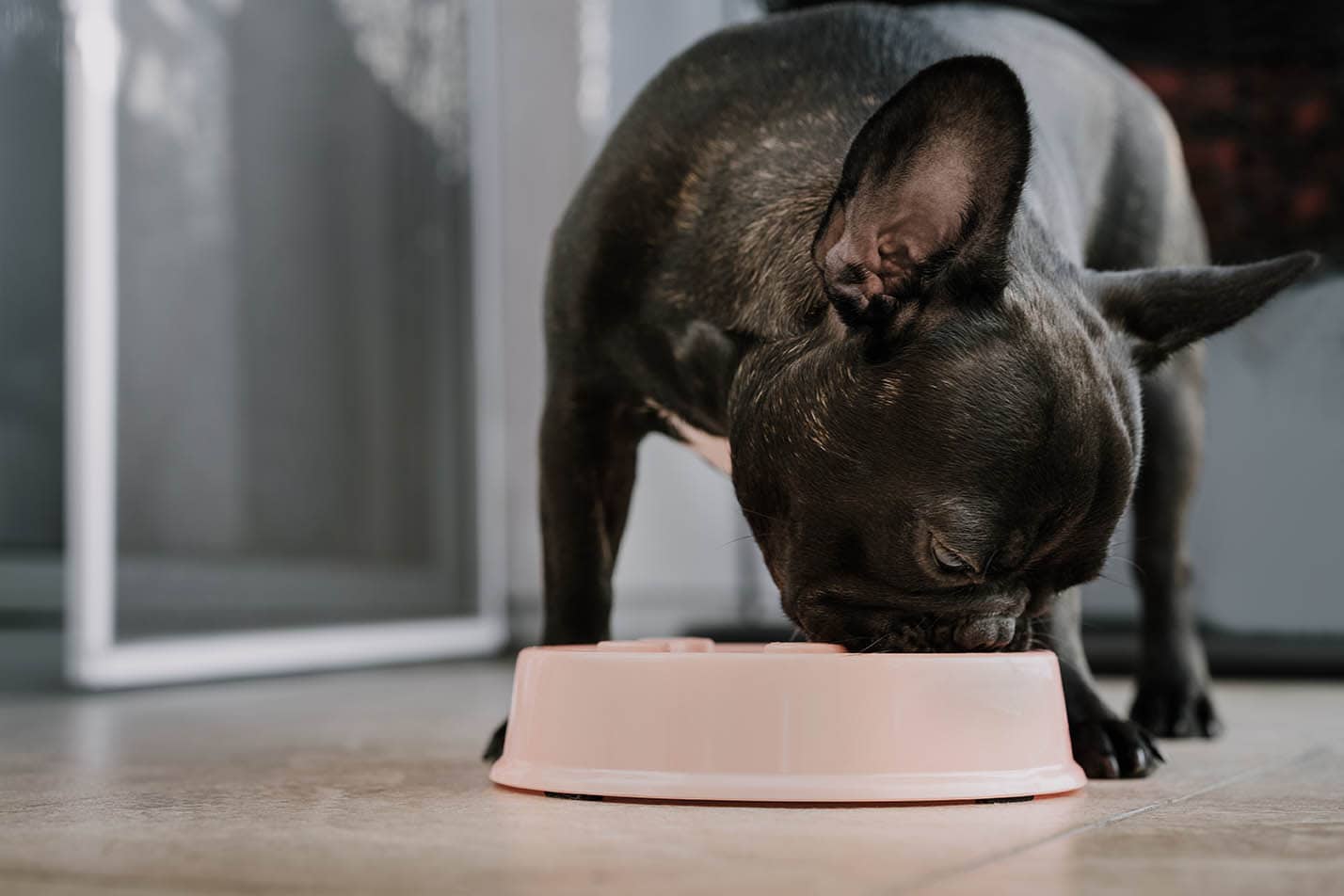 6 Best Low-Carb Dog Foods – 2026 Reviews & Top Picks (Vet Reviewed)
