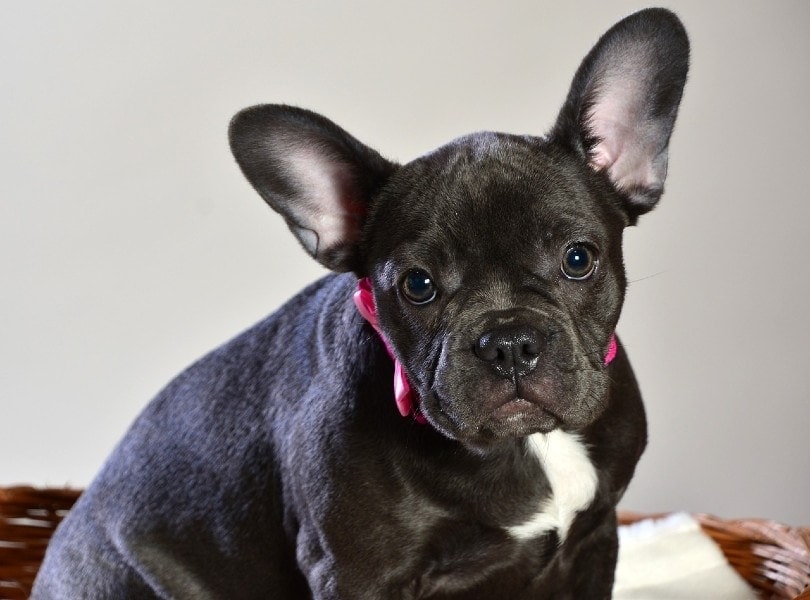 Why Is My French Bulldog Shaking? 10 Vet-Reviewed Reasons