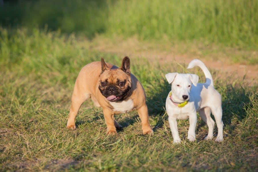 French Bull Jack (French Bulldog & Jack Russell Terrier Mix): Info, Pictures, Characteristics & Facts