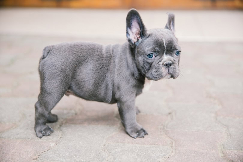 10 Dog Breeds With Short Legs (With Info & Pictures)