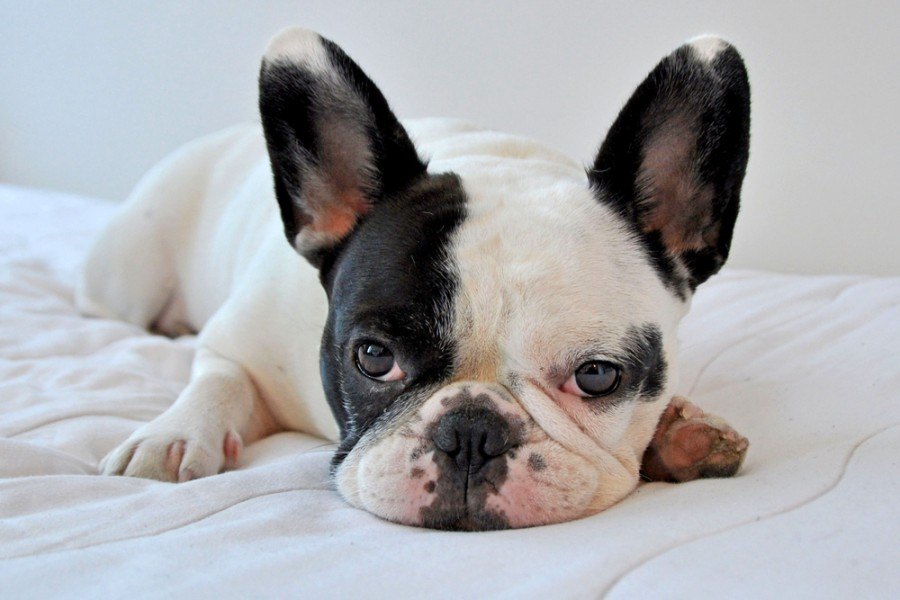 Are Bulldogs Hypoallergenic? Vet-Verified Recommended Breeds & FAQ
