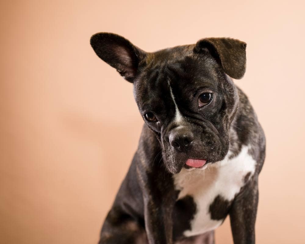 Faux Frenchbo Bulldog/Frenchton (Boston Terrier & French Bulldog Mix): Info, Pictures & More