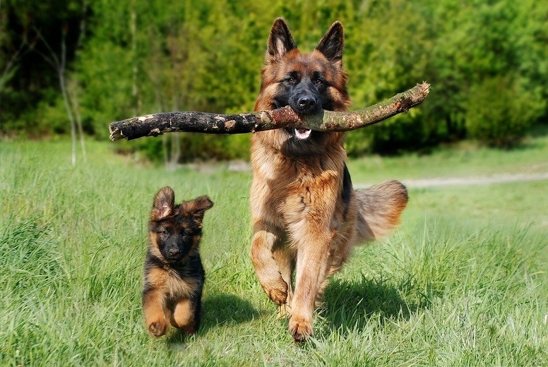 20 German Dog Breeds (with Info & Pictures)