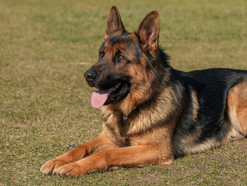 Do German Shepherds Have Webbed Feet? Breed Facts & FAQ