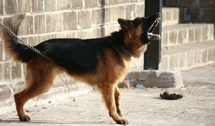 5 Best Bark Collars for German Shepherds 2026 - Reviews & Top Picks