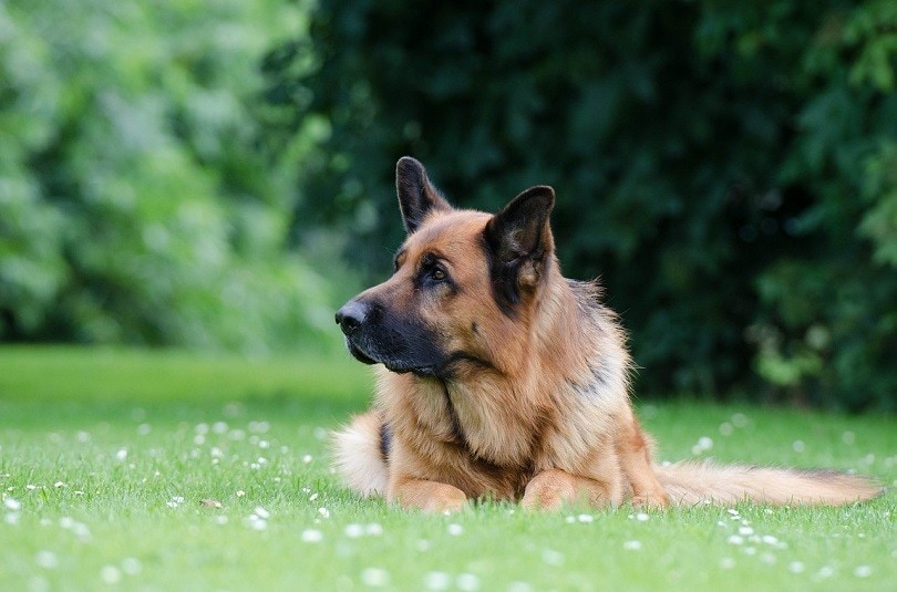 Shollie (German Shepherd & Border Collie Mix): Info, Pictures, Facts