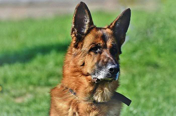 8 Best Ear Mite Treatments for Dogs in 2026 - Reviews & Top Picks