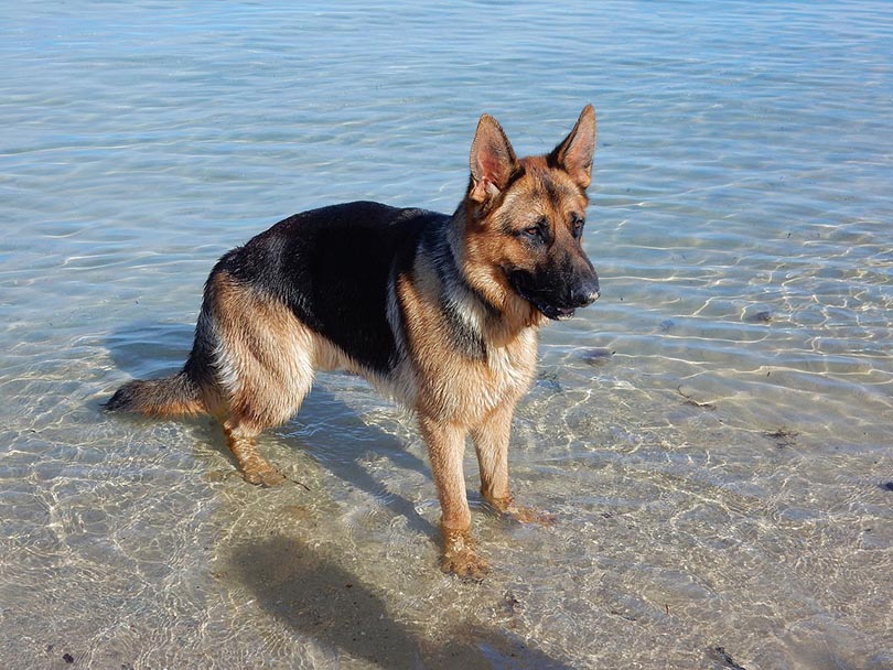 Do German Shepherds Like Water? How to Help Them Enjoy Swimming