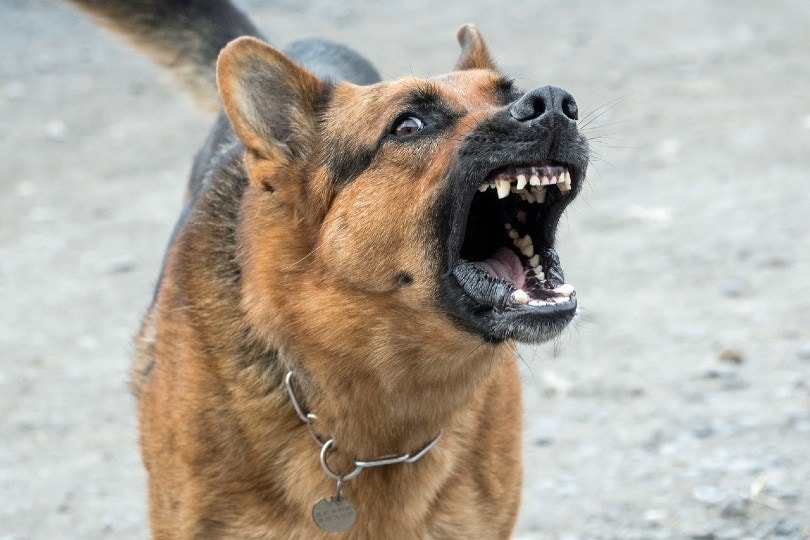 How Strong Is a German Shepherd’s Bite Force? PSI Data