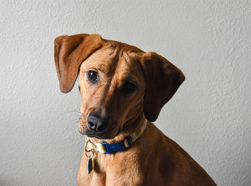 German Shepherd Bloodhound Mix: Info, Pictures, Characteristics & More