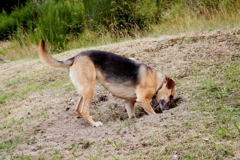 Why Does My Dog Bury Their Food?  5 Vet-Verified Possible Reasons