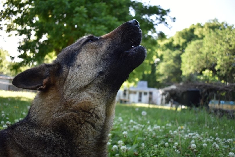Why Does My Dog Howl When I Come Home? 4 Vet-Verified Reasons & How to Prevent It