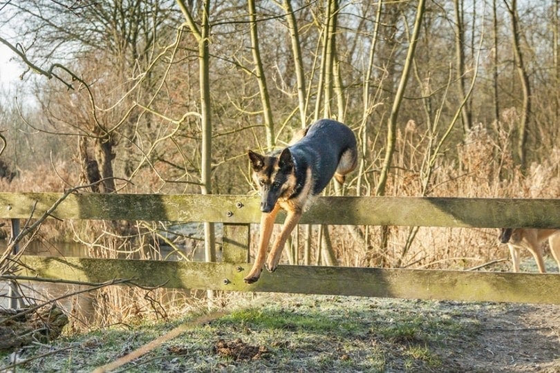 Why German Shepherds Jump Over Fences: 5 Reasons & How to Stop It