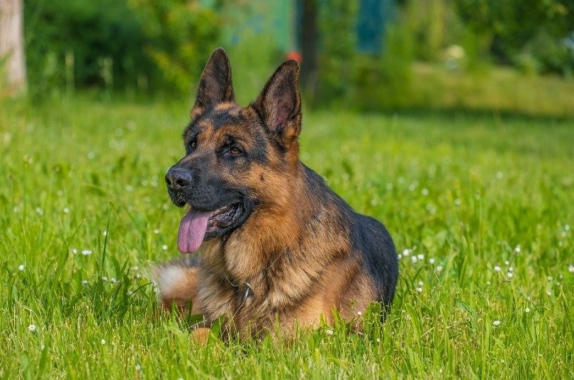 Why Do German Shepherds Have Moles? Science-Based Facts & FAQ