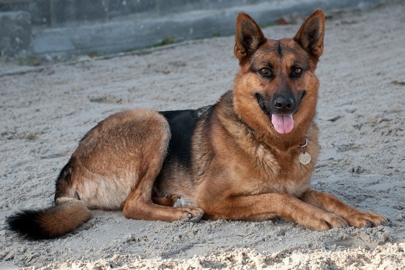 How Long Is a German Shepherd Pregnant: Vet-Reviewed Gestation Facts