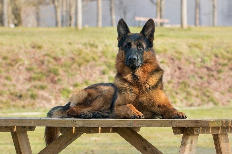 How Intelligent are German Shepherds? Breed Cognition Facts & FAQ
