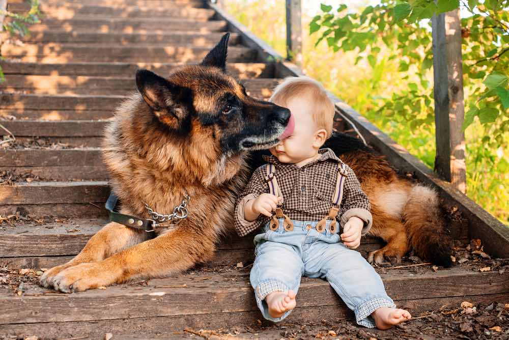 Are German Shepherds Good With Babies? Breed Facts & FAQ