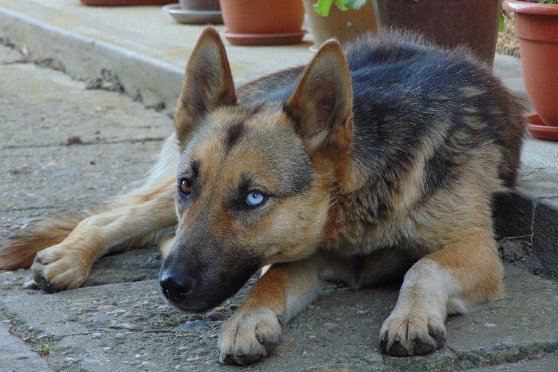 Can German Shepherds Have Blue Eyes? Recessive Genes Explained