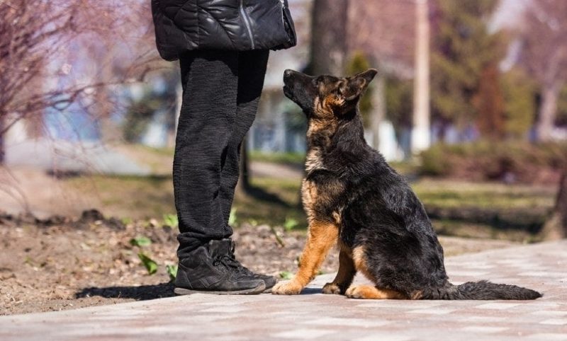 Can Dogs Smell Cancer in Humans? What The Science Says