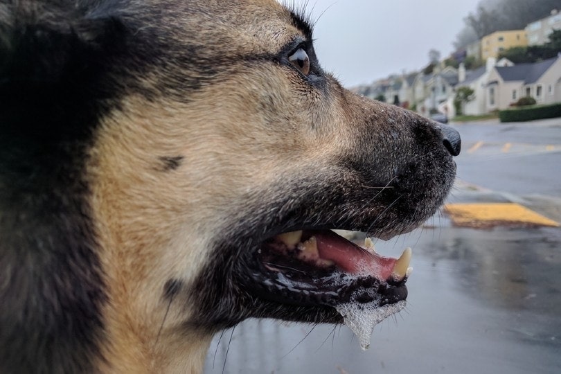 Do German Shepherds Drool? Breed Facts & FAQs
