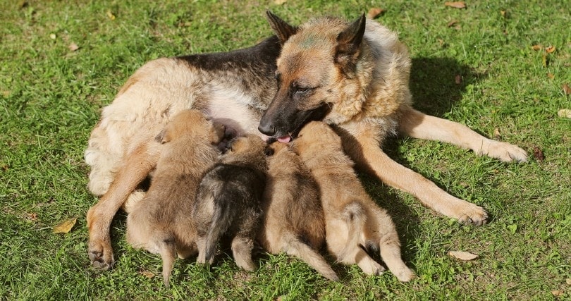 Puppies In a German Shepherd Litter: Average Size Explained