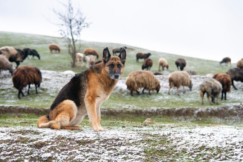 Are German Shepherds Good Livestock Guardians & Farm Dogs? Facts & FAQs