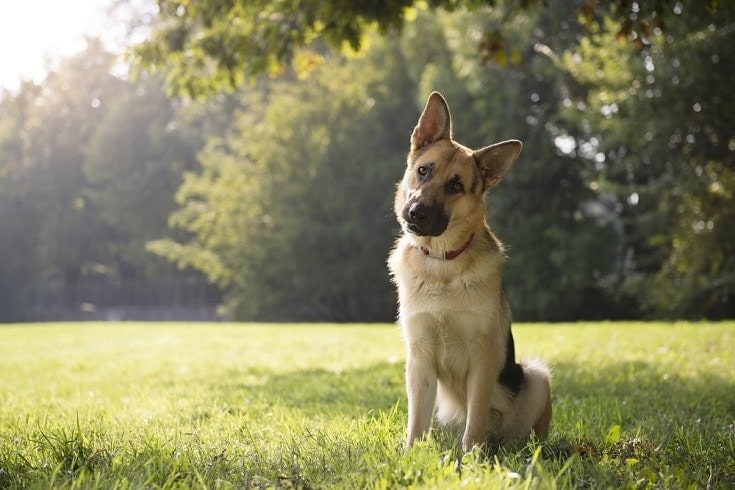 Are German Shepherds Friendly to Strangers? Breed Facts & FAQ