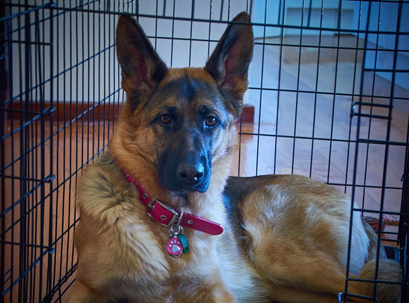 What Size Crate for a German Shepherd? Ideal Dimensions for Adults & Puppies