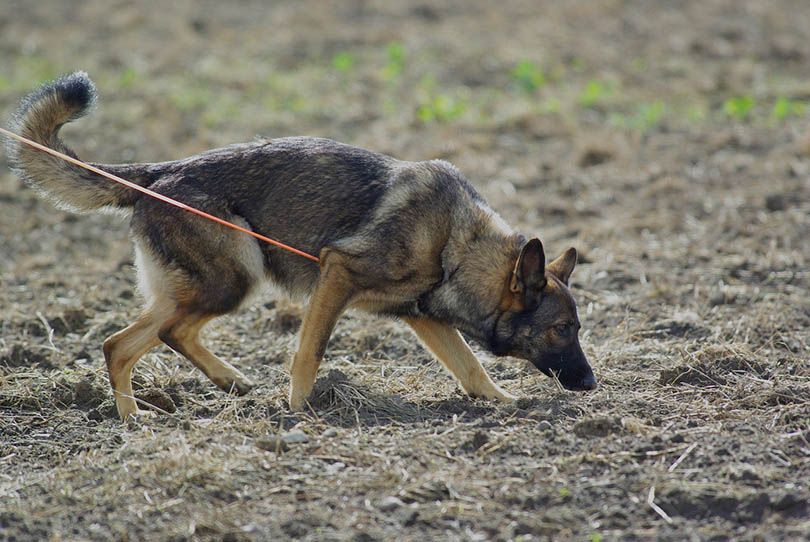 How Are Drug Detection Dogs Trained? Canine Facts & FAQs