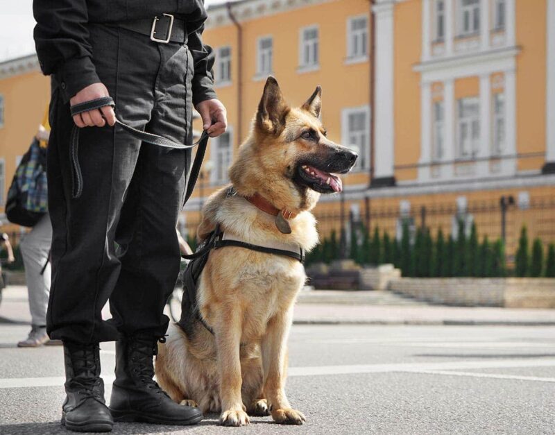 Why Are German Shepherds Used as Police Dogs?