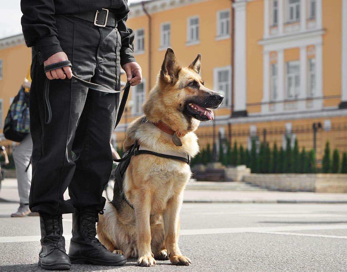 20 Best Guard Dogs: Breeds That Will Protect Your Family (With Pictures)
