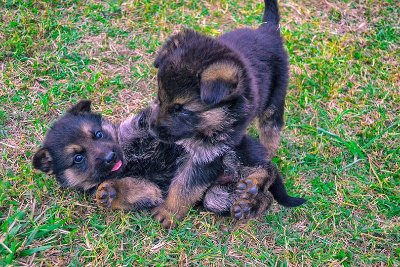 How do Puppies Play? Vet-Reviewed Breed Facts & Tips
