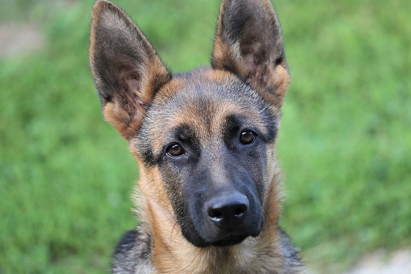 Short-Haired German Shepherd: 10 Interesting Facts, Info & Pictures
