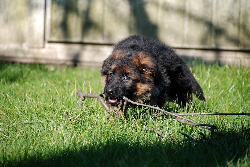 When Do German Shepherd Puppies Stop Biting? Breed Facts & FAQ