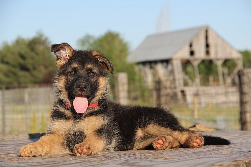 German Shepherd Floppy Ears FAQ: The Complete Guide