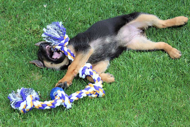 10 Best Dog Toys in the UK of 2026 - Reviews & Top Picks