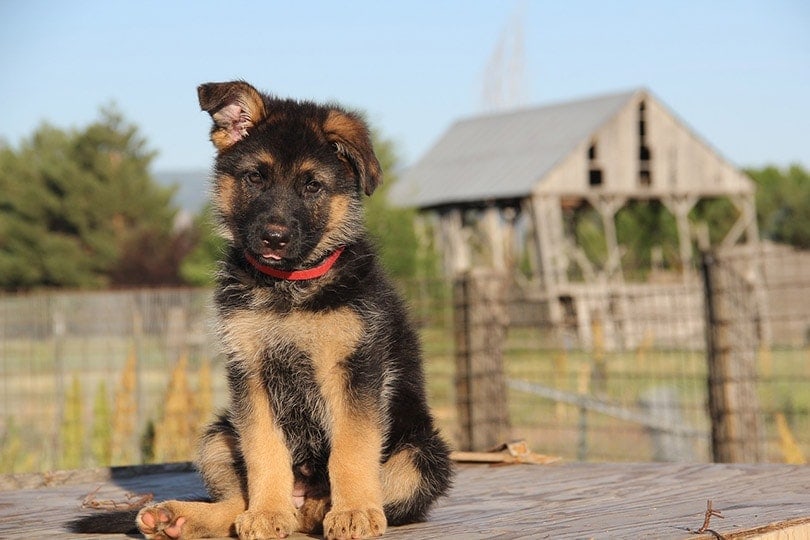 When Do German Shepherds Stop Teething? Breed Facts & FAQ