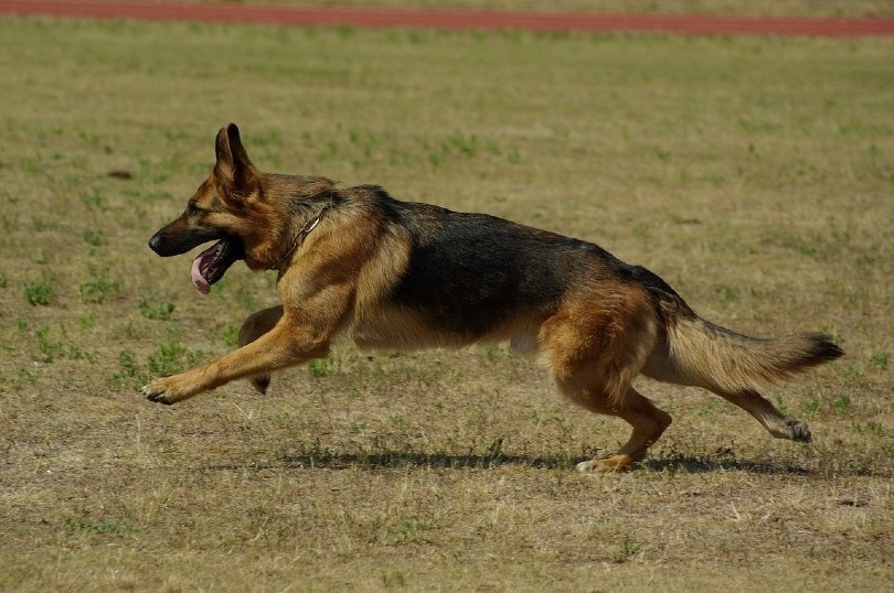 How Much Exercise Do German Shepherds Need? Breed Facts & FAQs