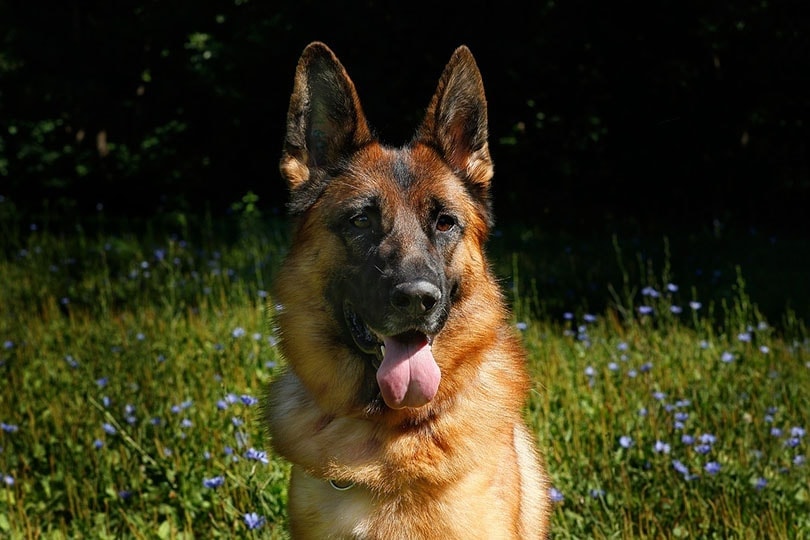 30 Hilariously Relatable German Shepherd Memes (With Pictures)