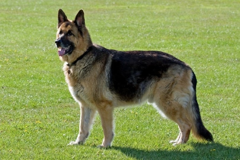 When Do German Shepherds Stop Growing? Average Rate & Age