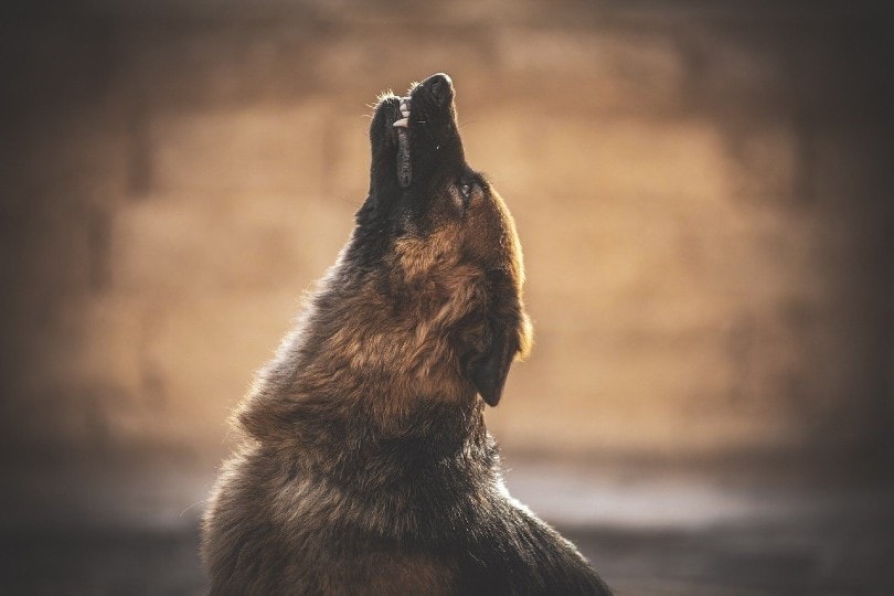 Why Do Dogs Howl at the Moon? Facts & FAQs