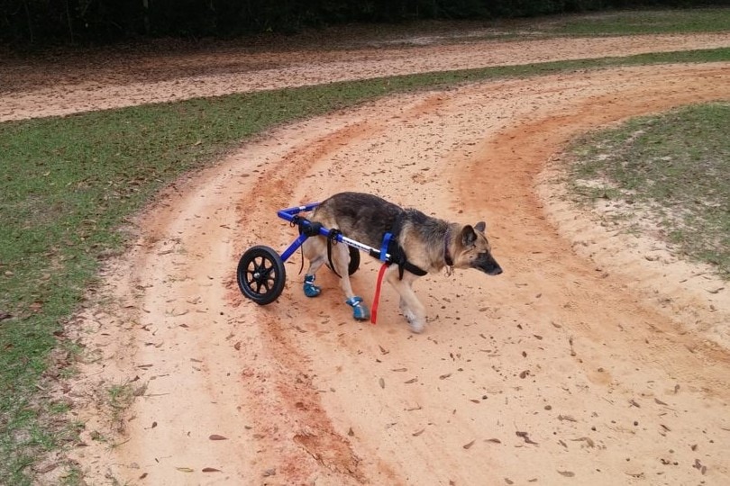 Hip Dysplasia in German Shepherds: Signs, Causes & Treatments