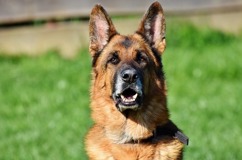 German Shepherd Growth & Weight Chart (Updated in 2026)